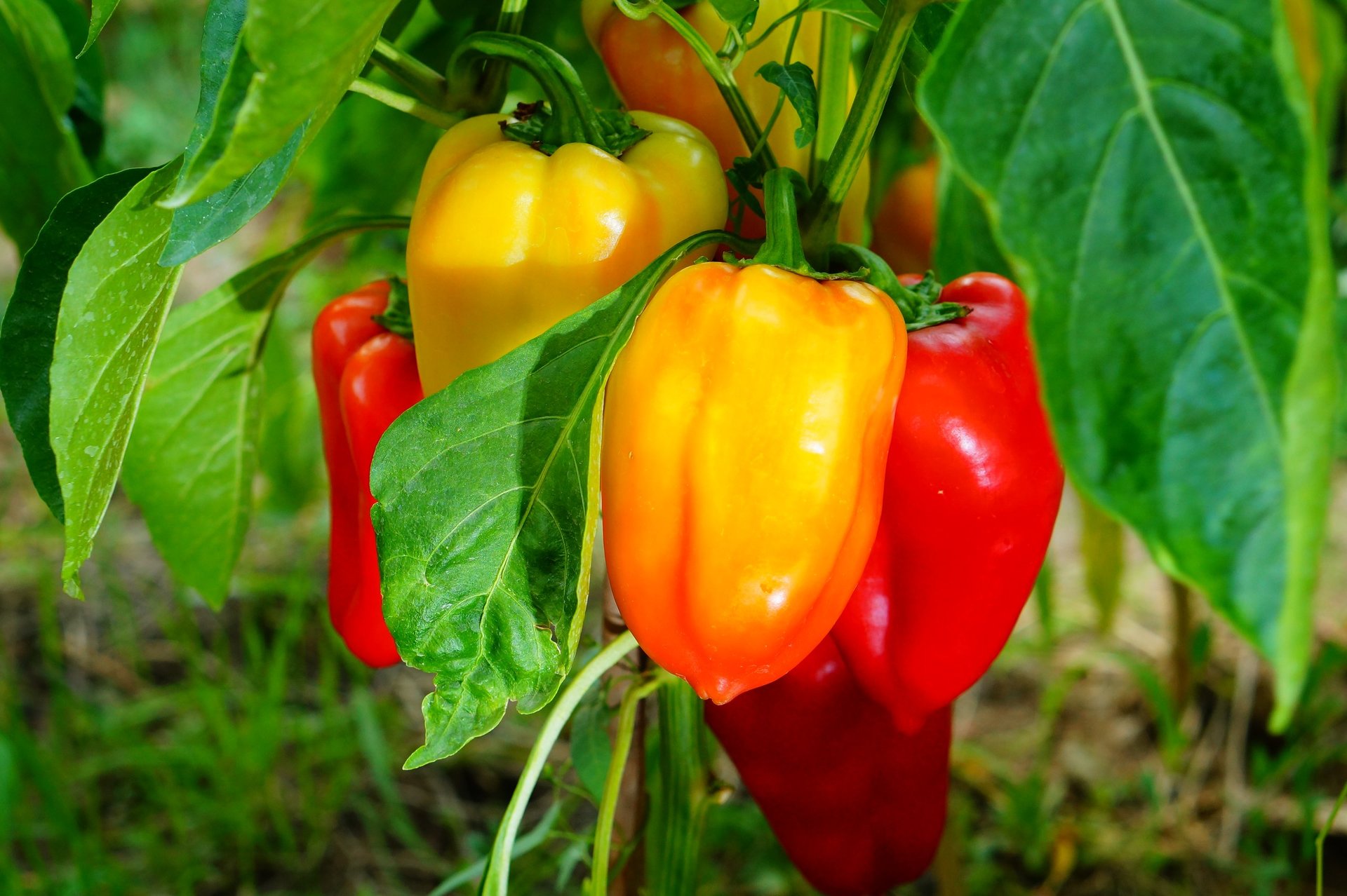 Red bell peppers growing on plants in a garden with green foliage