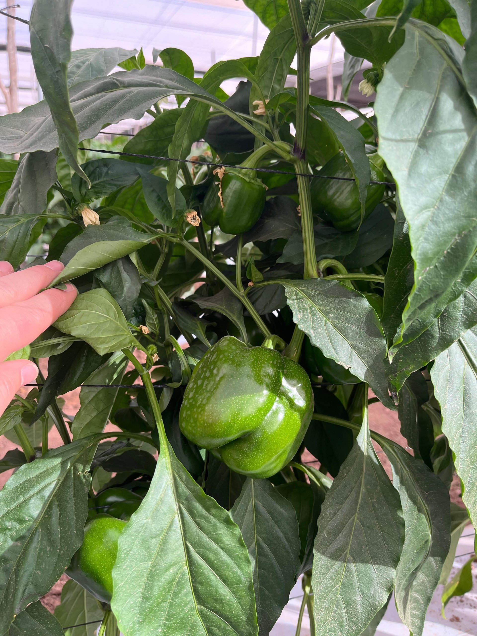 Hand holding a green bell pepper plant with ripe peppers growing on vines in a greenhouse