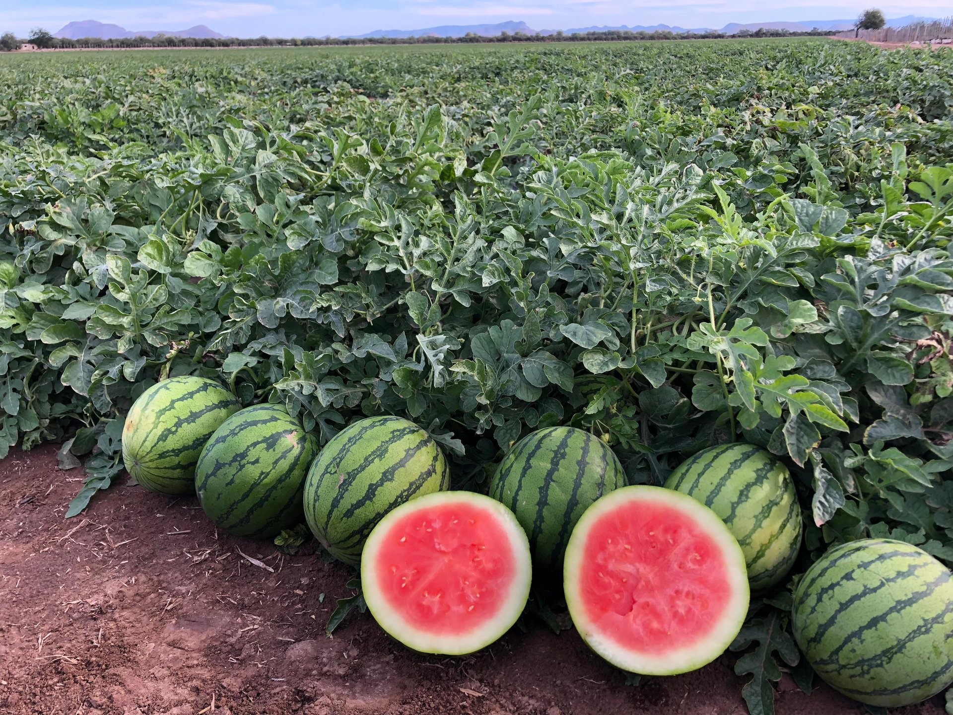 Freshly harvested watermelons displayed in a field, with two cut open to show red flesh and whole striped watermelons behind them