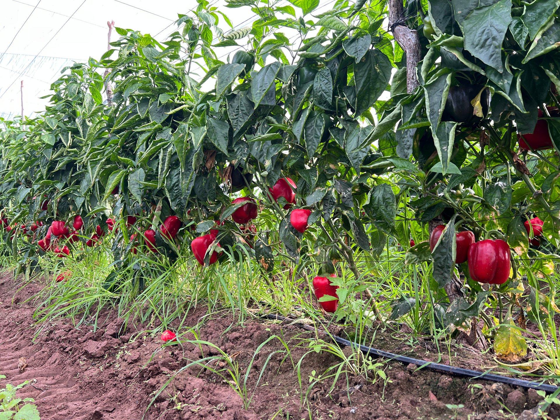 Red bell peppers growing on plants in a garden row with green foliage and soil visible